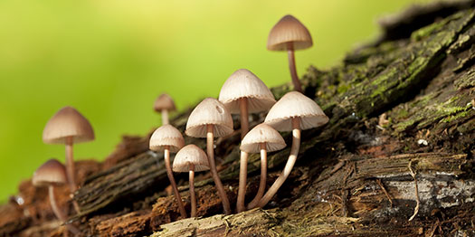 Psilocybe Pelliculosa mushroom addiction or Magic Mushrooms