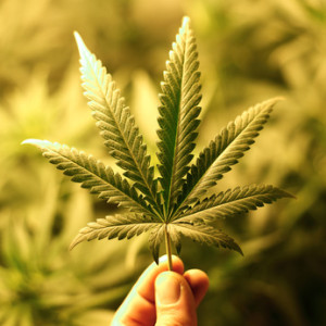 marijuana plant leaf