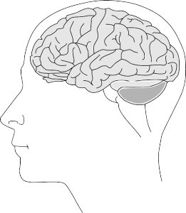 brain on Methadone 