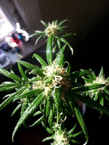 450px-Medical_Marijuana_Homegrown