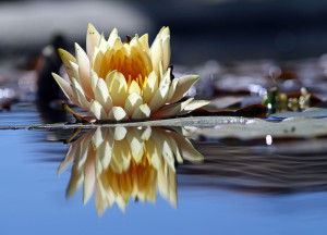 1280px-Flower_reflection