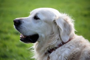 retriever-348572_640