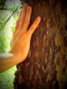 hand on a tree fighting Holiday Blues