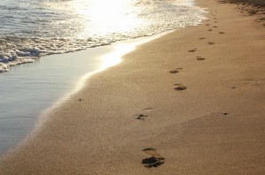 The Shore Beach Photo