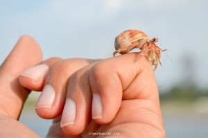 hermit-crab-363593_640