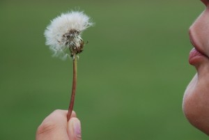 Serenity of blowing a dandelion