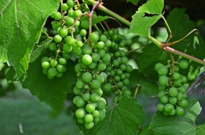 bunch-of-grapes-849616_640