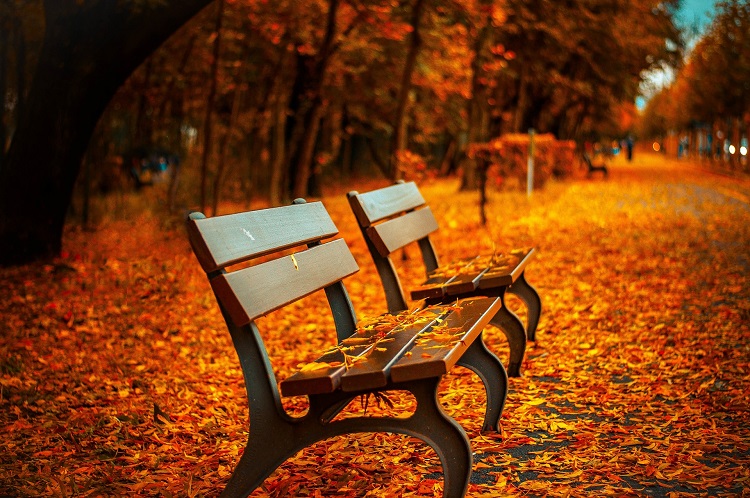 bench in park in fall