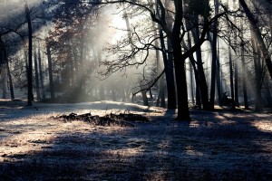 forest