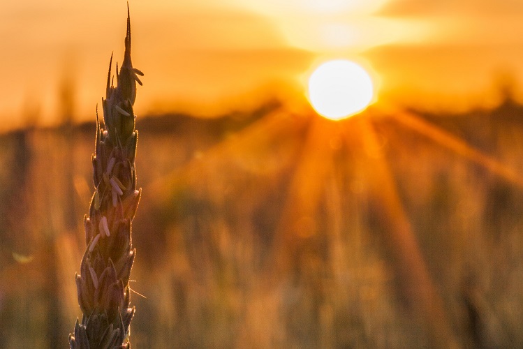 Wheat Stalk silhouette