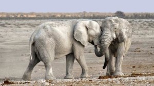 Elephants playing with each other before sedation with Etorphine