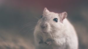 Image of rat in study on Relationships in Recovery