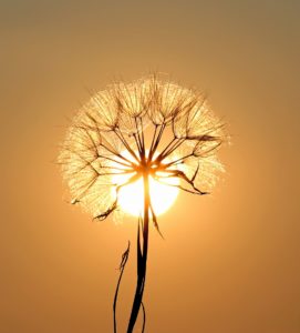 Dandelion in the sun