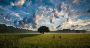 Nature Lone Tree in Field representing chronic pain and addiction