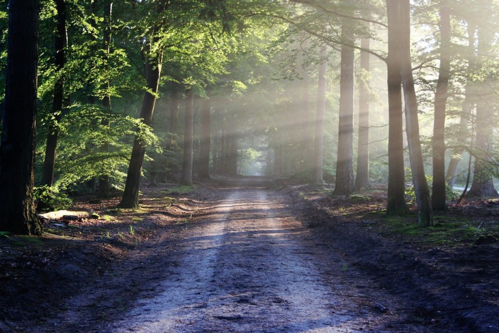 Nature Path Through Trees in Forest