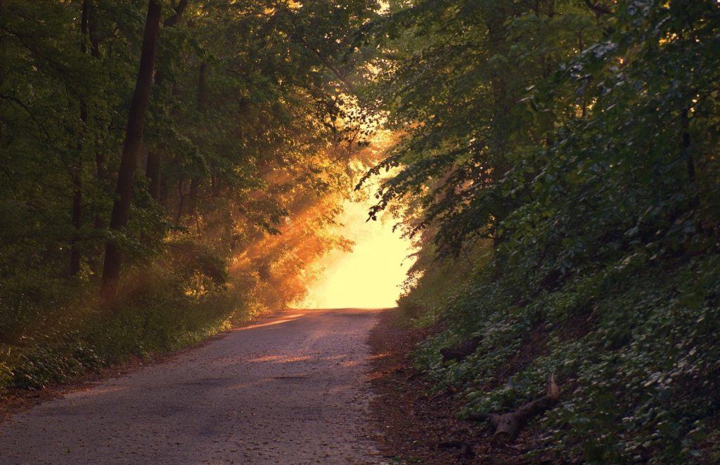 Path in the woods representing terminal illness