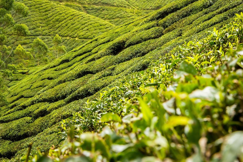 Southeast Asia Landscape Coffee Plants