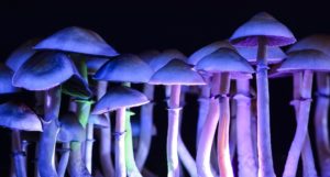 Magic Mushrooms psilocybin-5198533_1920